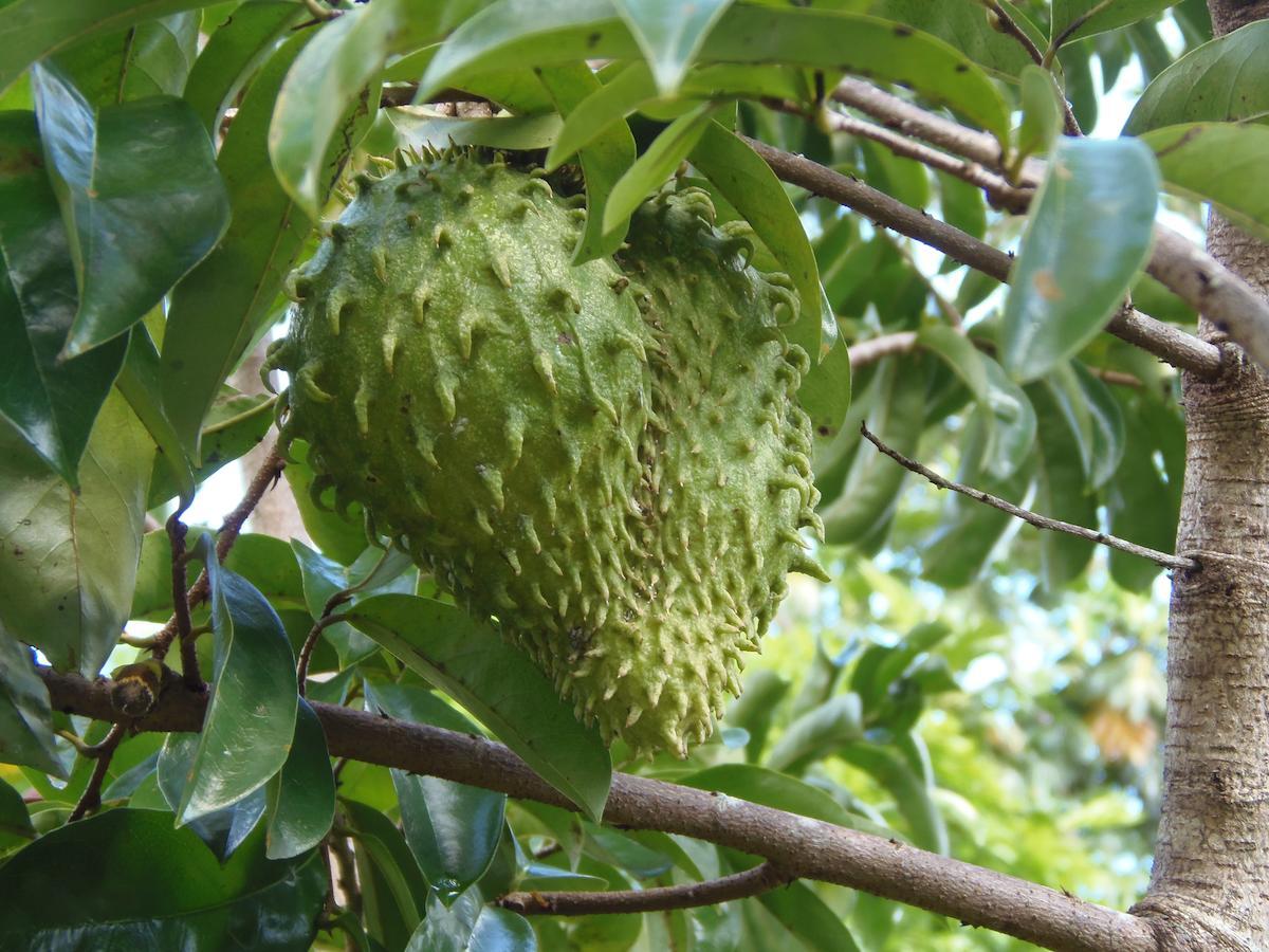 Mancina